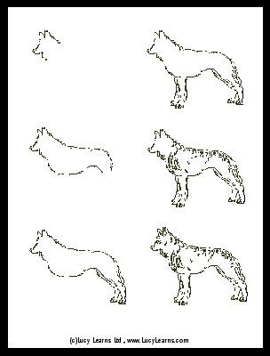 how-to-draw-a-wolf-wolf-drawing-instructions.jpg