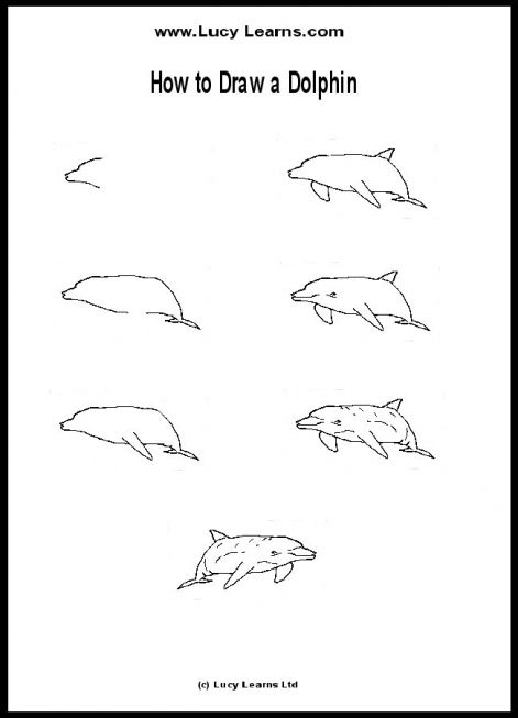 how-to-draw-dolphin-dolphin-drawing1.jpg
